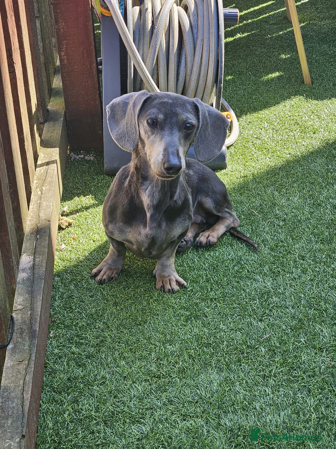 Miniature Dachshund dogs for sale: Blue tan dapple female - Image 3