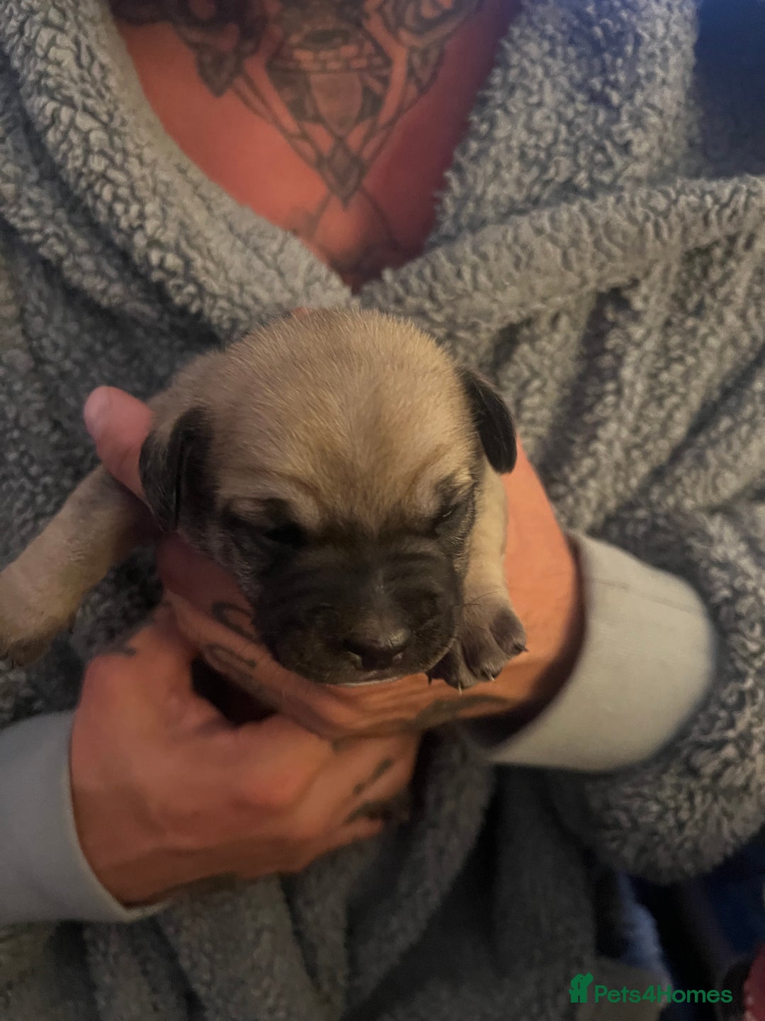 Mixed Breed dogs for sale: Bulldach Puppies - Image 20