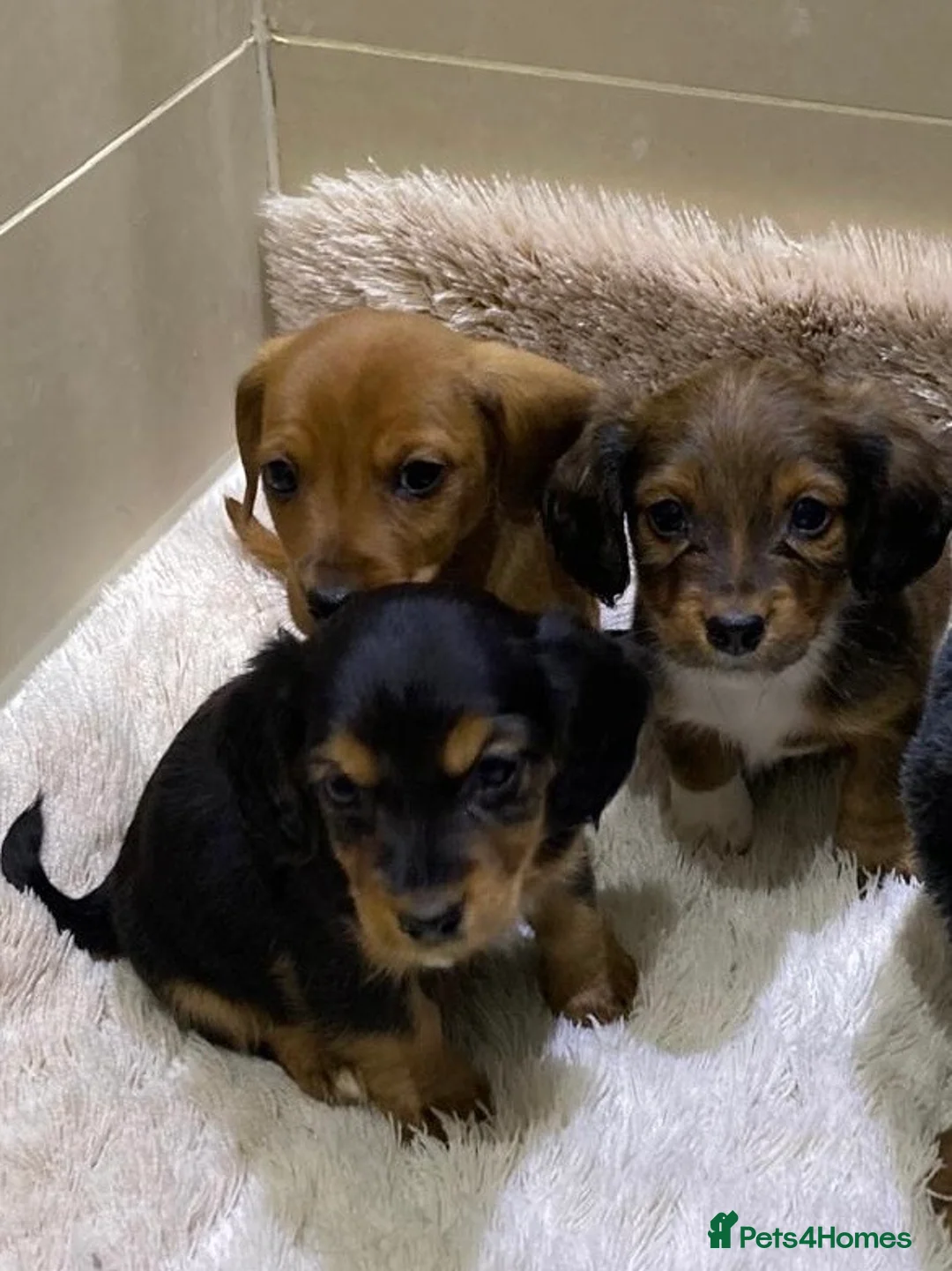 Jackshund dogs for sale: Miniature Jackshaunds  in Weston-super-Mare - Advert 5