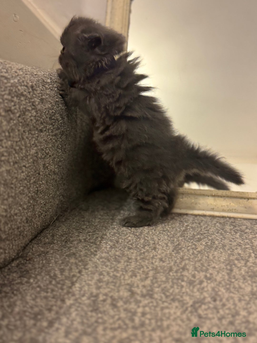 Persian cats for sale: GCCF SOLID BLUE PERSIAN PRINCESSES  - Image 11