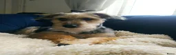 Jackapoo dogs for sale: F1b jackapoo puppies - Advert 4