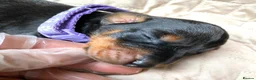Dobermann dogs for sale: KC REGISTERED DOBERMAN PUPS - Advert 12