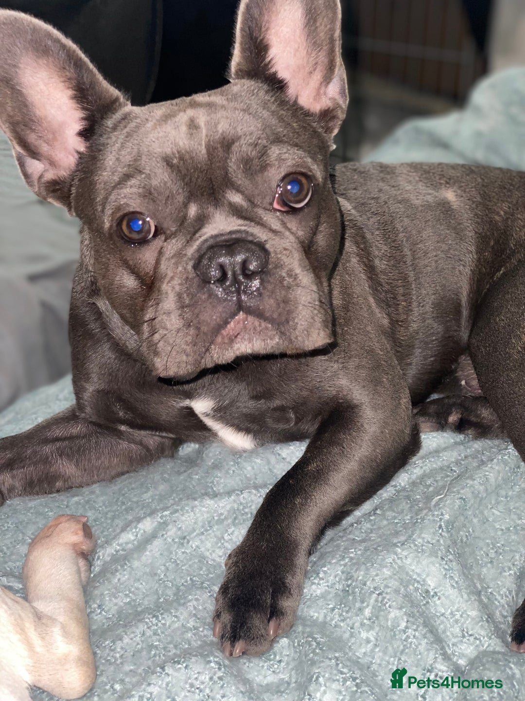 French Bulldog dogs for sale: 10 month Male French bulldog.  - Image 3