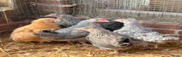 Chickens poultry for sale: Crested Cream Legbar  - Advert 4