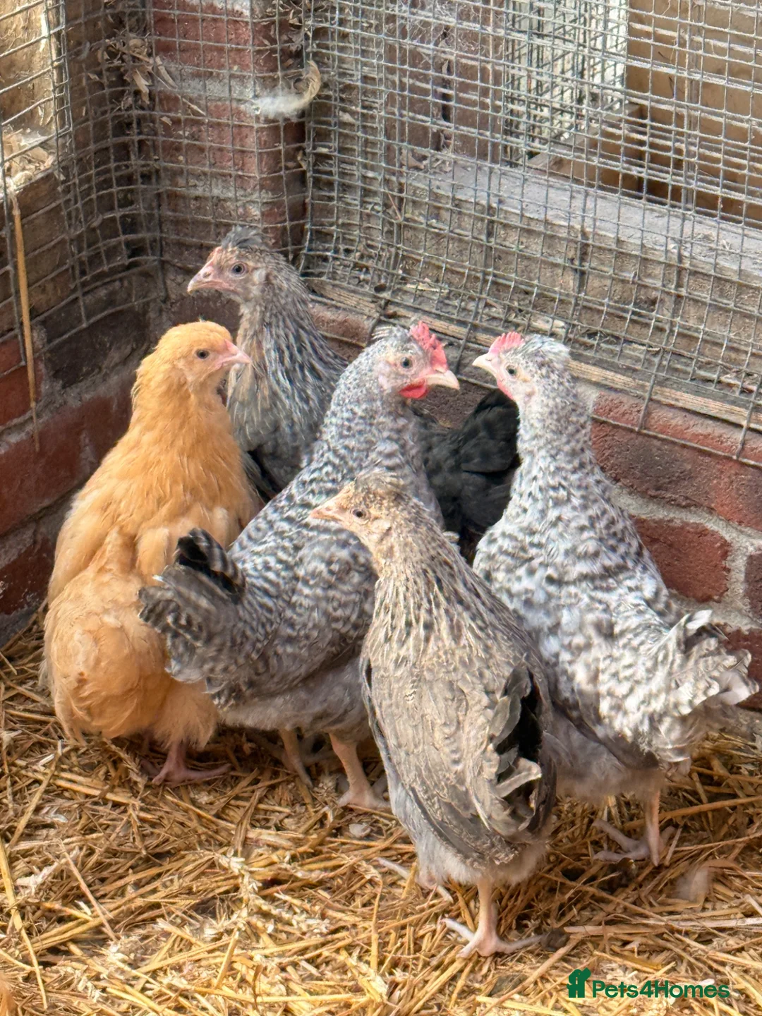 Chickens poultry for sale: Crested Cream Legbar  - Advert 4