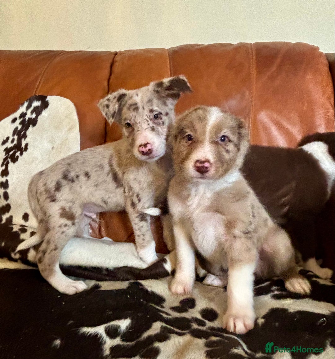 Border Collie dogs for sale: Stunning Merle Border Collie puppies.  - Image 5