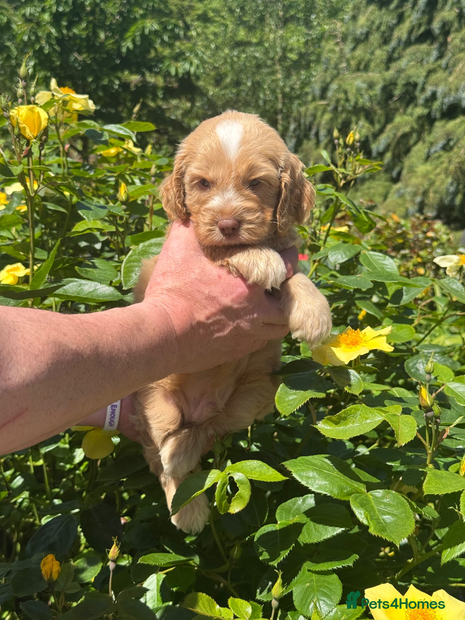 Cockapoo dogs 6 left gorgeous f1 dna tested clear cockerpoos - Advert 4