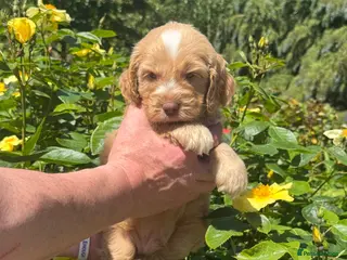 Cockapoo dogs 6 left gorgeous f1 dna tested clear cockerpoos - Advert 4