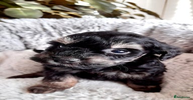 Mixed Breed dogs - Advert 11