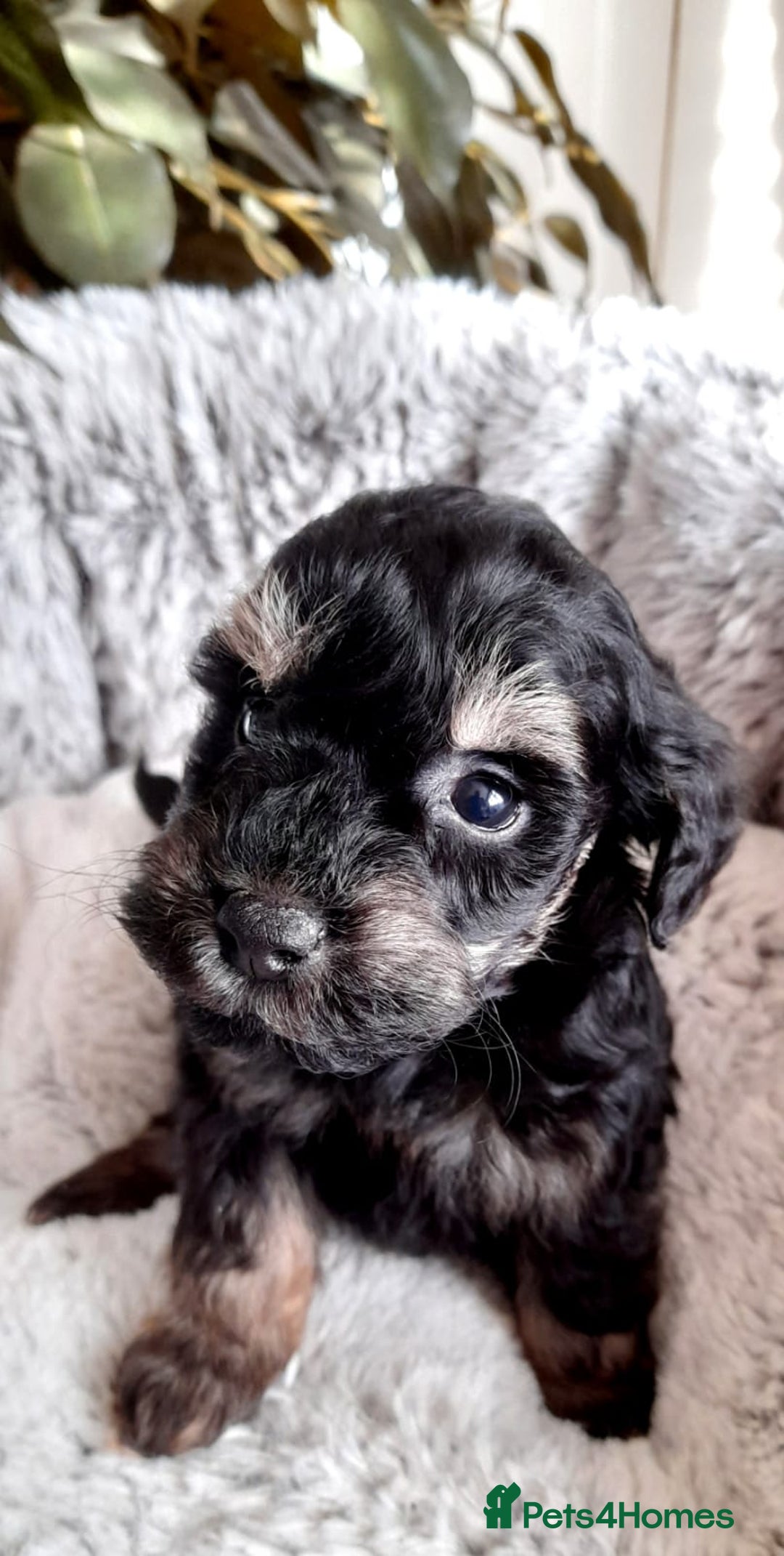 Mixed Breed dogs for sale: Adorable Scnoodle Puppies  - Image 2