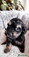 Mixed Breed dogs - Advert 7
