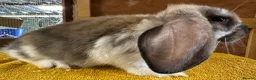 French Lop rabbits for sale: French Lop Babies - Advert 6
