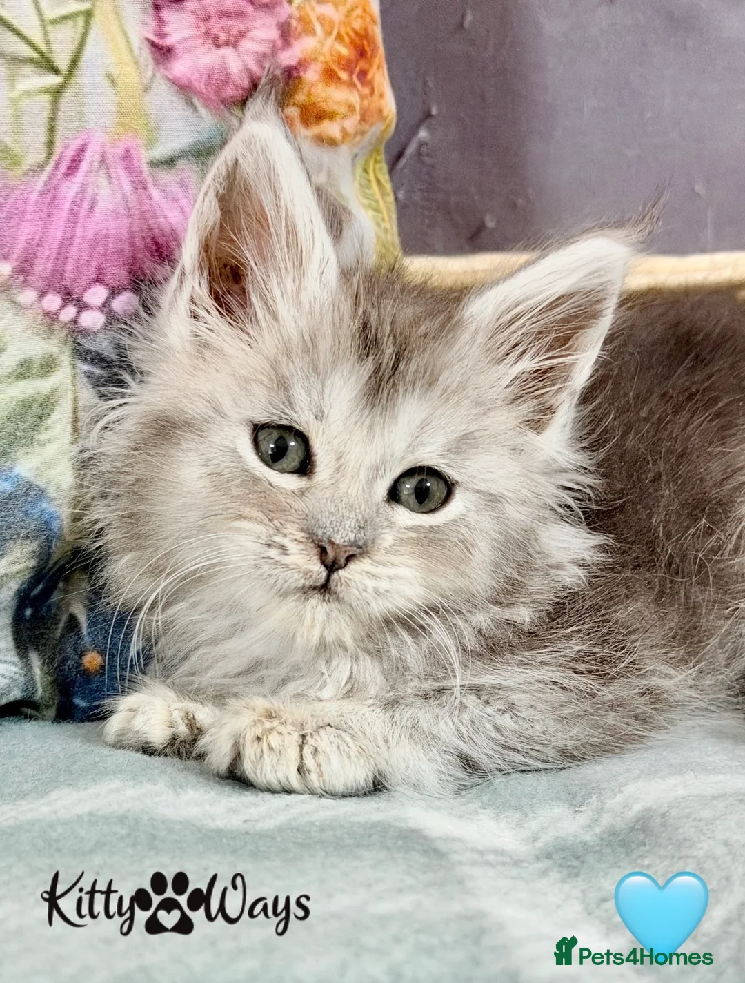 Maine Coon cats for sale: 🐾💠 *TICA REG* SILVER MAINE COON KITTENS 💠🐾 - Advert 27