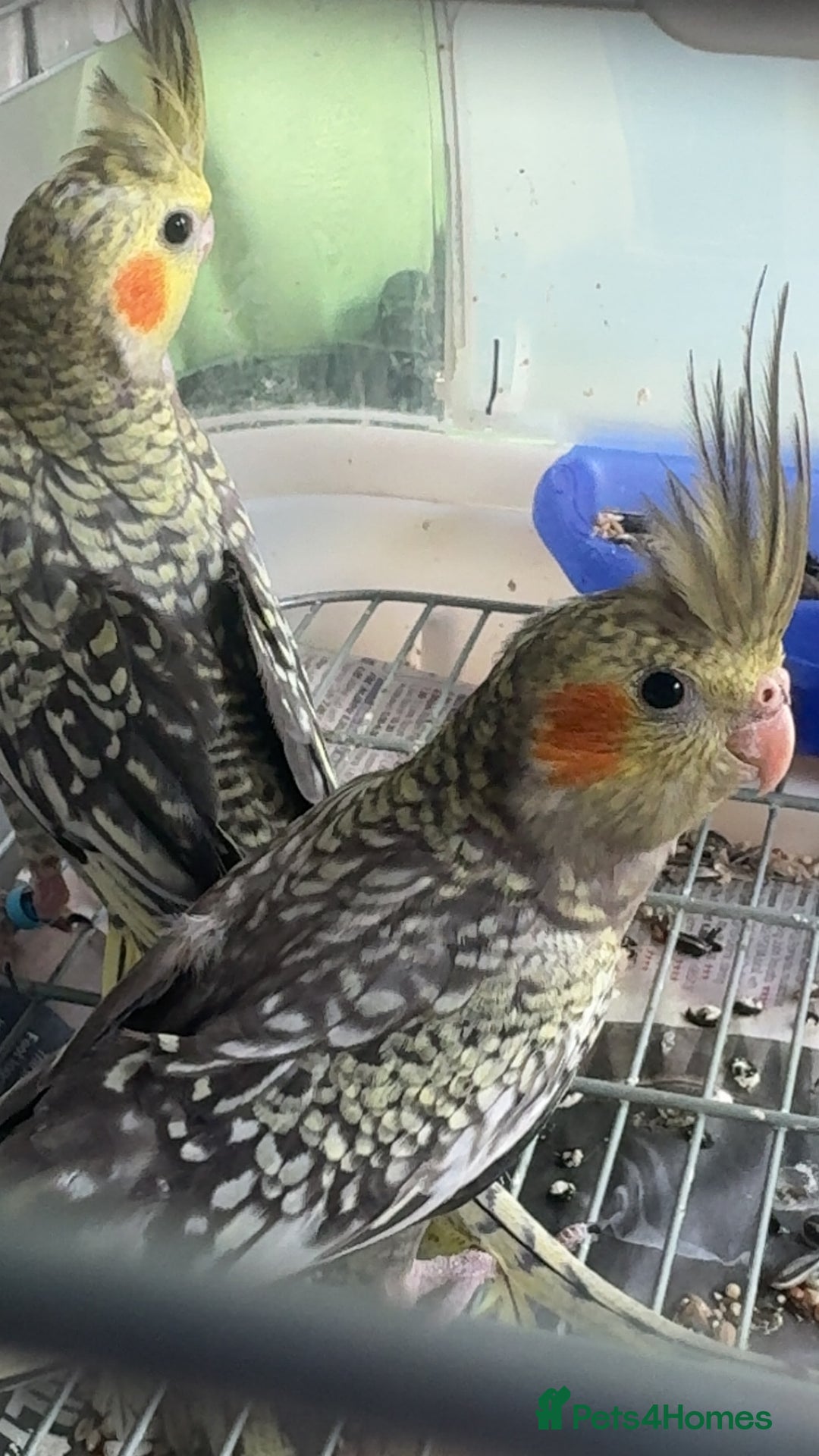 Cockatiels birds for sale: Baby cockatiel for sale mixed prices  - Image 22