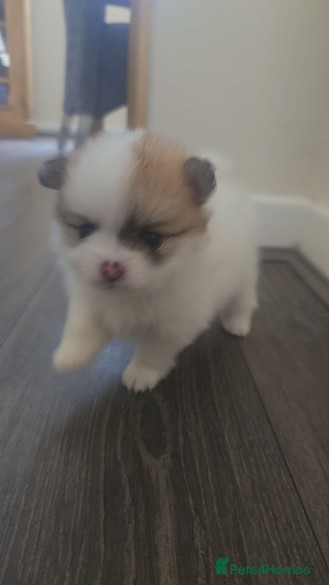 Pomeranian dogs 4 weeks today!! 🎊 Reservations 🐾 🐾 🐾 🐾   - Advert 2