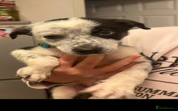 Border Collie dogs for sale: Beautiful border collie puppy  - Advert 1