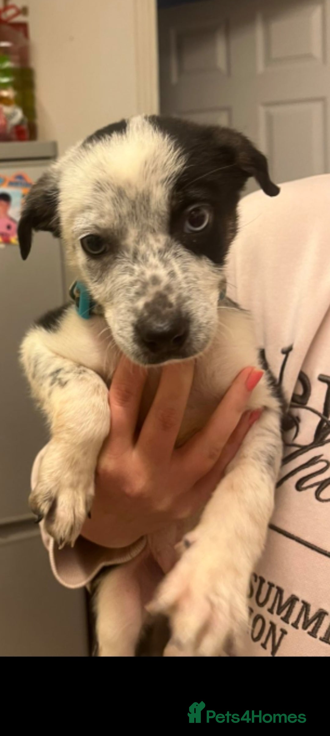 Border Collie dogs for sale: Beautiful border collie puppy  - Advert 1