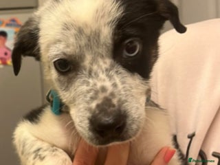 Border Collie dogs for sale: Beautiful border collie puppy - Advert 1