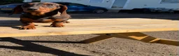Dachshund dogs for sale: 2  teckle puppy for sale 1 male and one female - Advert 6