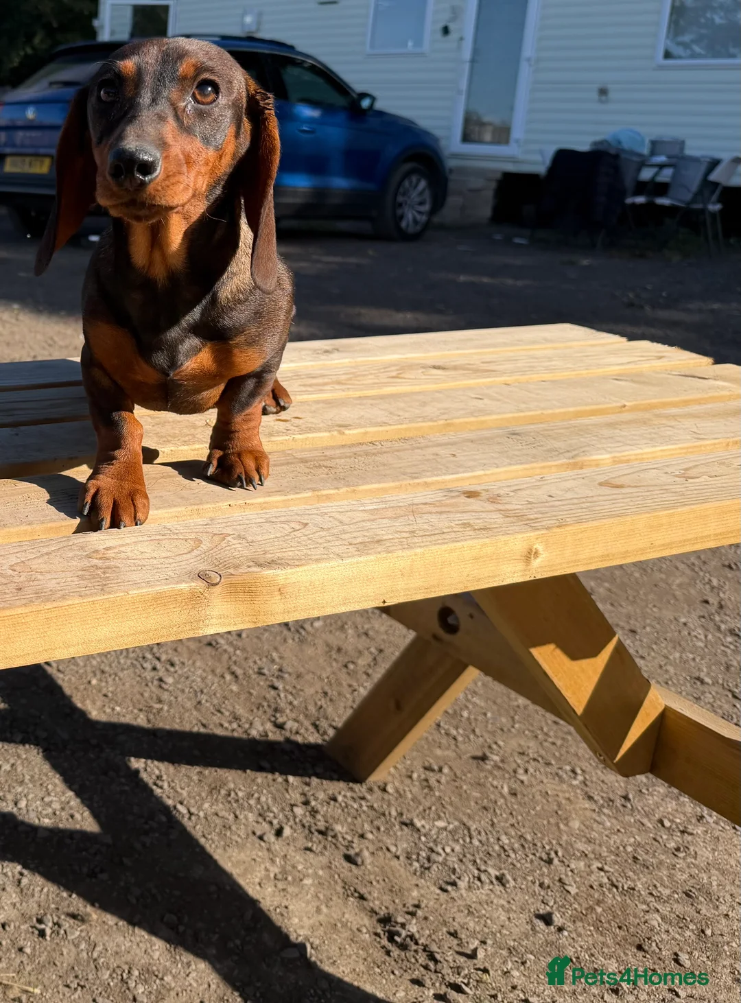 Dachshund dogs for sale: 2  teckle puppy for sale 1 male and one female - Advert 6