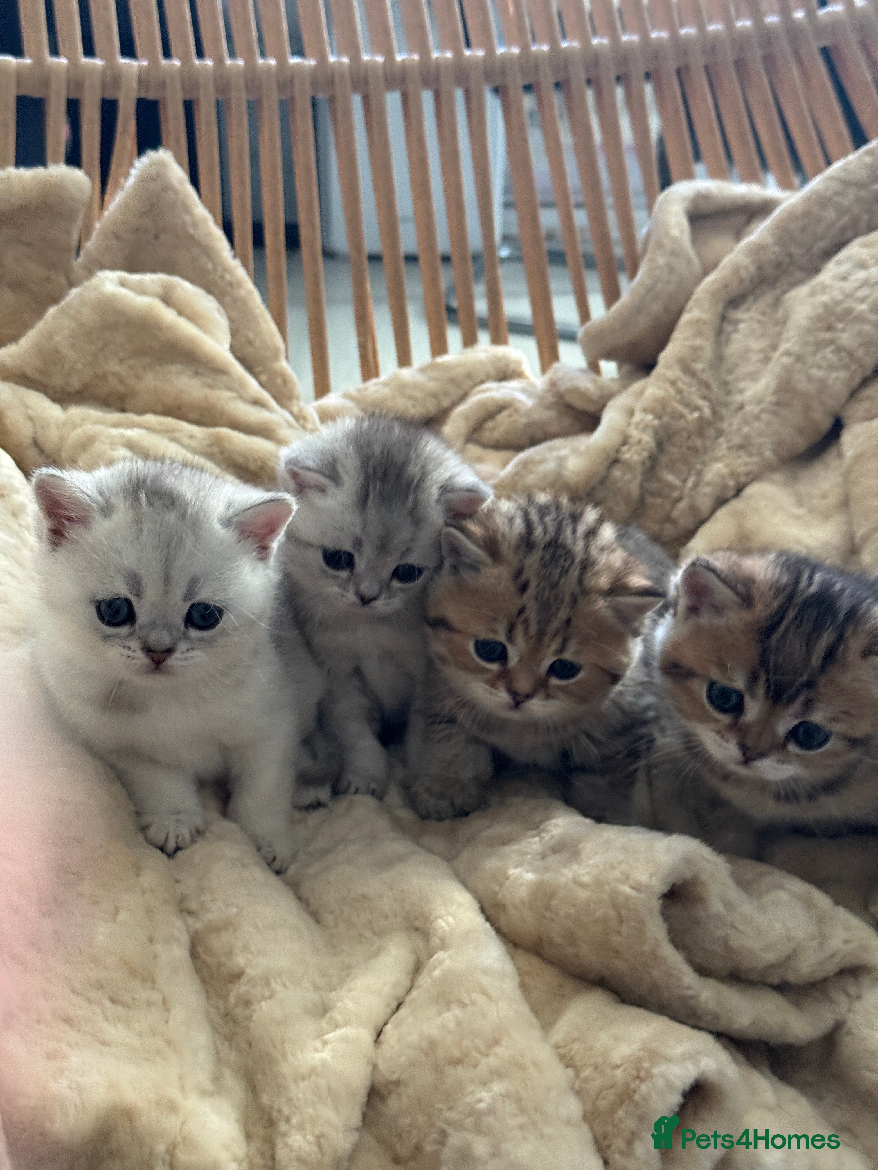 British Shorthair cats 2 Outstanding BSHLitter Chinchilla &amp;Classic Lines) - Advert 4