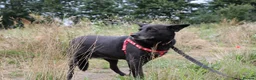 Mixed Breed dogs for adoption: ❤️🐶 MARY – SHE IS PERFECT WITH HER PEOPLE - Advert 4