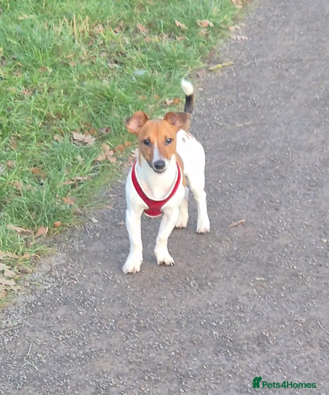 Jack Russell dogs for sale: 10 months old Jack Russel - Advert 2