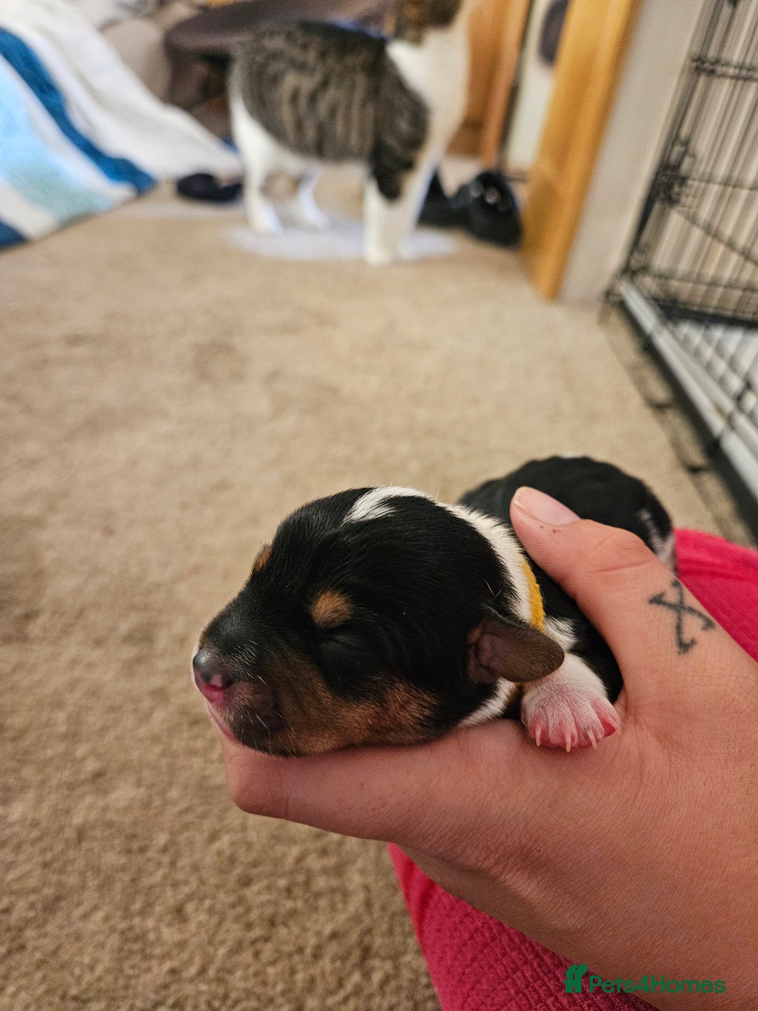 Mixed Breed dogs for sale: Chiweenie Puppies  - Image 10