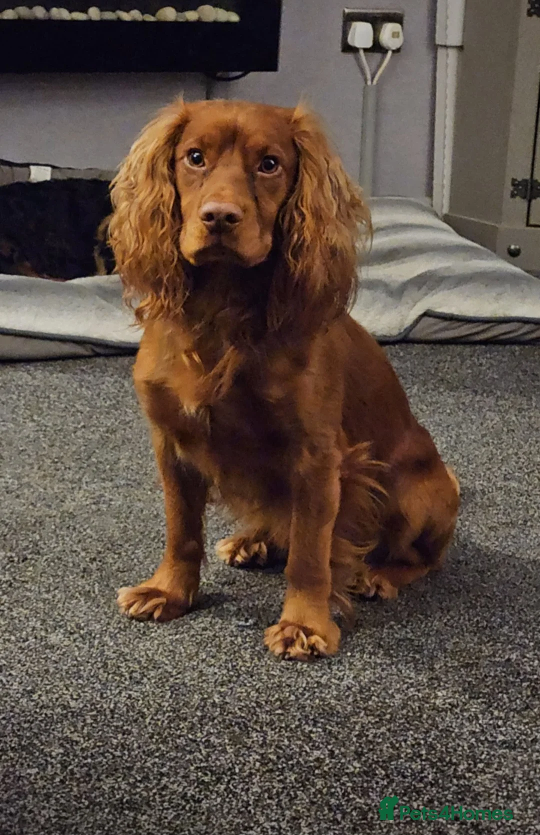 Cocker Spaniel dogs for stud: Working cocker for stud - Advert 2