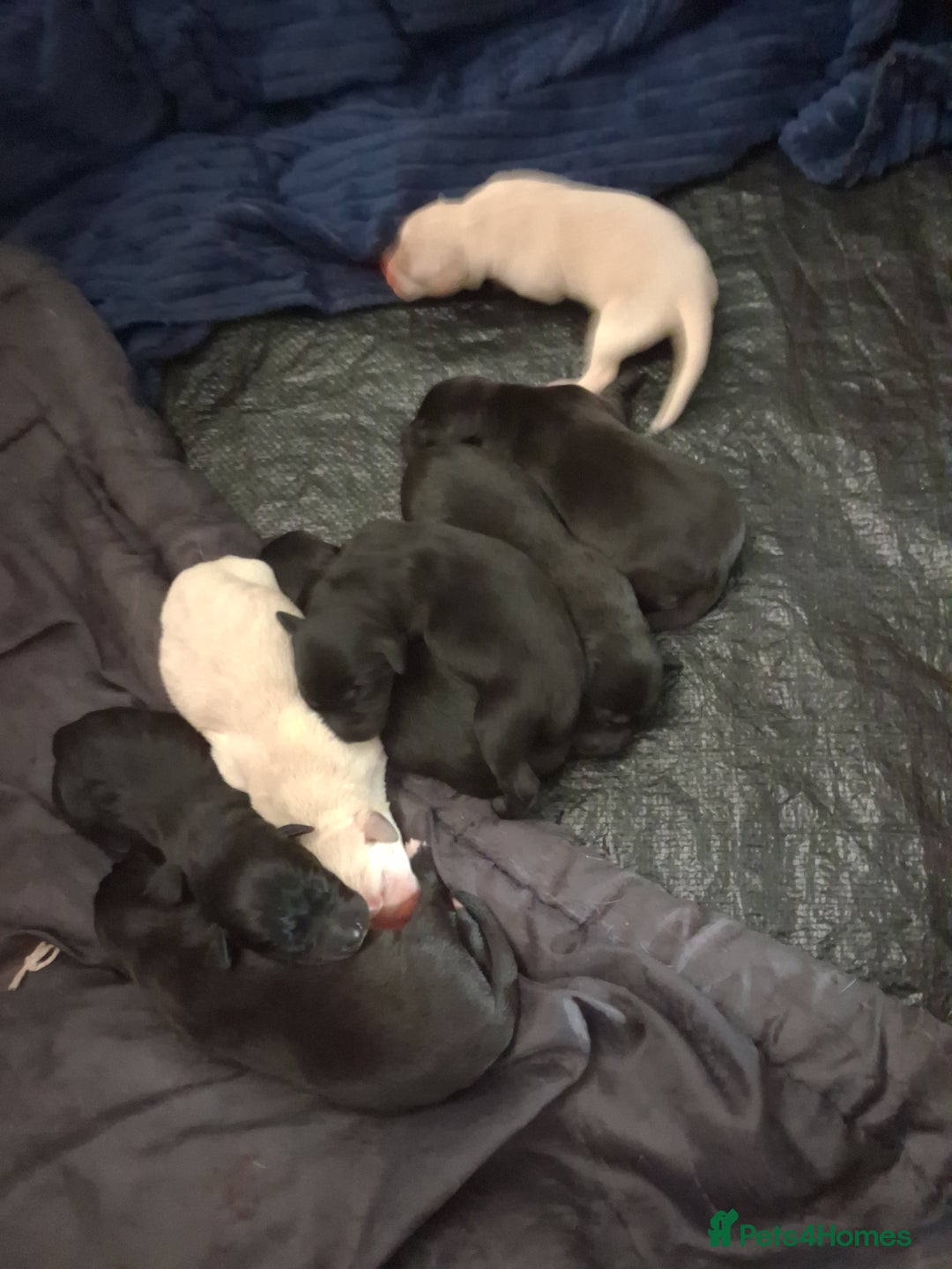 Borador dogs for sale: Borador puppies - Image 3
