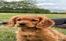 Cocker Spaniel dogs for sale: Pedigree Cocker Spaniel Puppies - Due Sept - Image 8