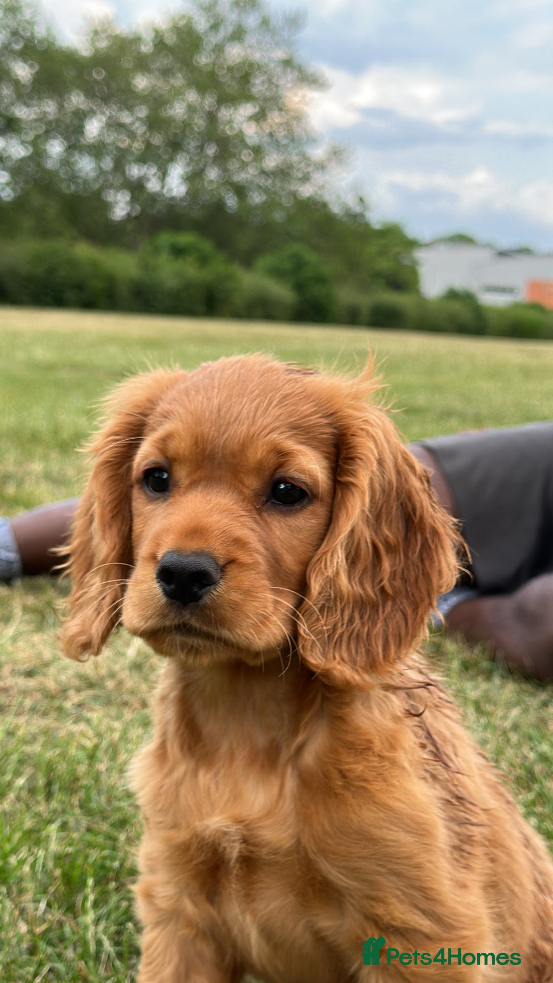 Cocker Spaniel dogs for sale: Pedigree Cocker Spaniel Puppies - Due Sept - Image 8