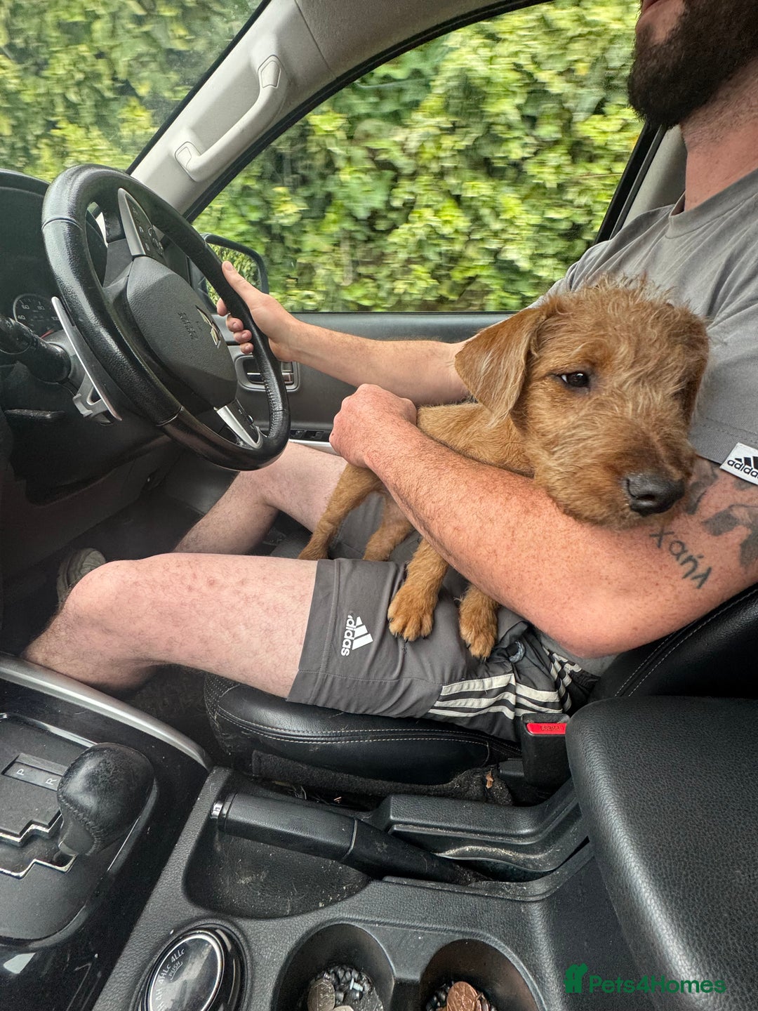 Lakeland Terrier dogs for sale: Lakeland terrier dog pup  - Image 1