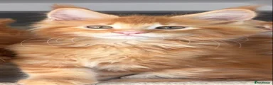 Maine Coon Kitten 1