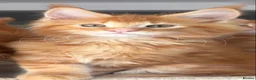 Maine Coon cats for sale: Ready Now TICA Registered Maine Coon Kittens Red - Advert 21