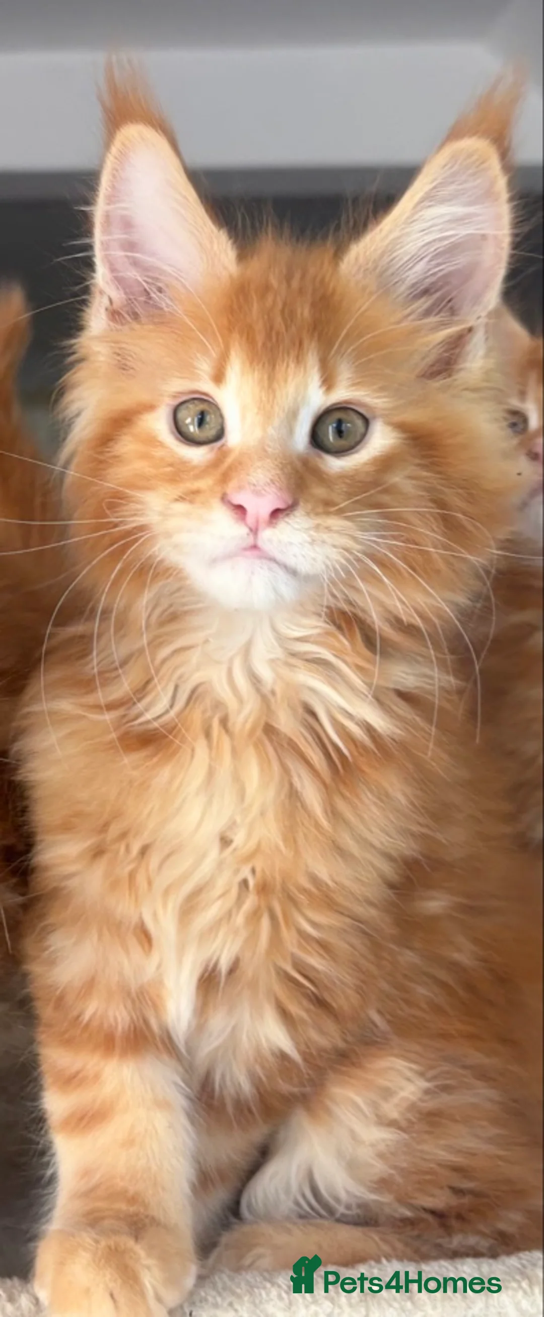 Maine Coon cats for sale: Ready Now TICA Registered Maine Coon Kittens Red - Advert 21