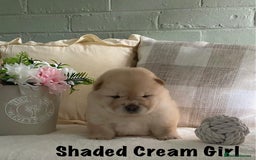 Chow Chow dogs for sale: 🌟Quality Chow Chow Puppies-ChampionLines🌟 - Image 12