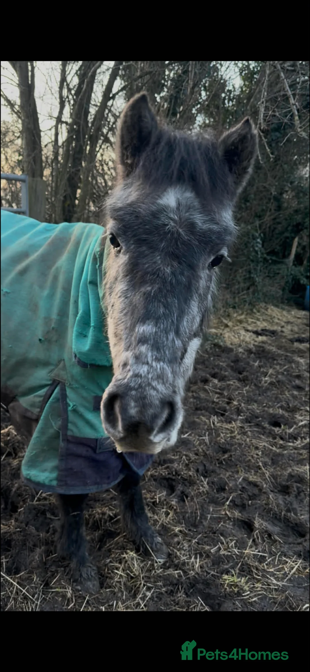 Other Breed horses for sale: Maverick companion/potential family pony  - Advert 2