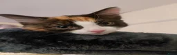 Mixed Breed cats for sale: Beautiful calico female kitten - Advert 2