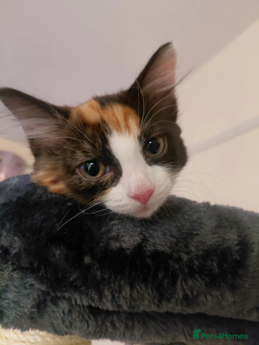Mixed Breed cats for sale: Beautiful calico female kitten - Advert 2