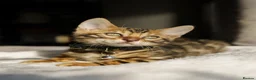 Bengal cats for sale: ONLY 4 LEFT - HEALTH/DNA TESTED BENGALS - Advert 33