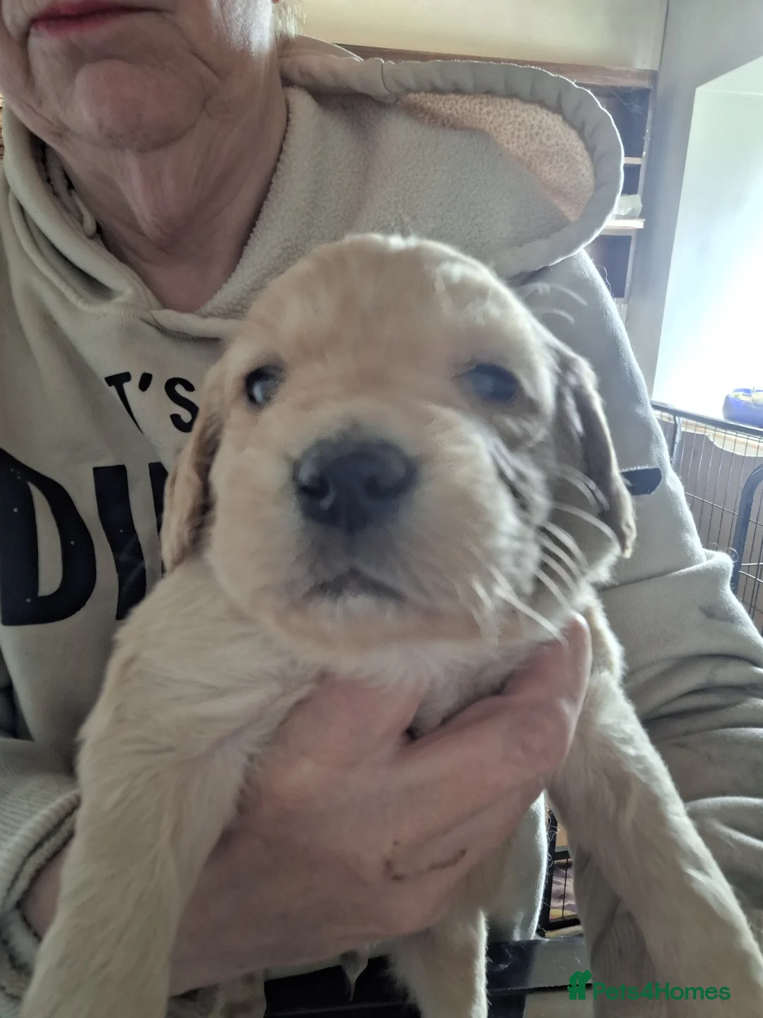 Mixed Breed dogs for sale: Dakota Sporting Retrievers.  health tested parents - Advert 1
