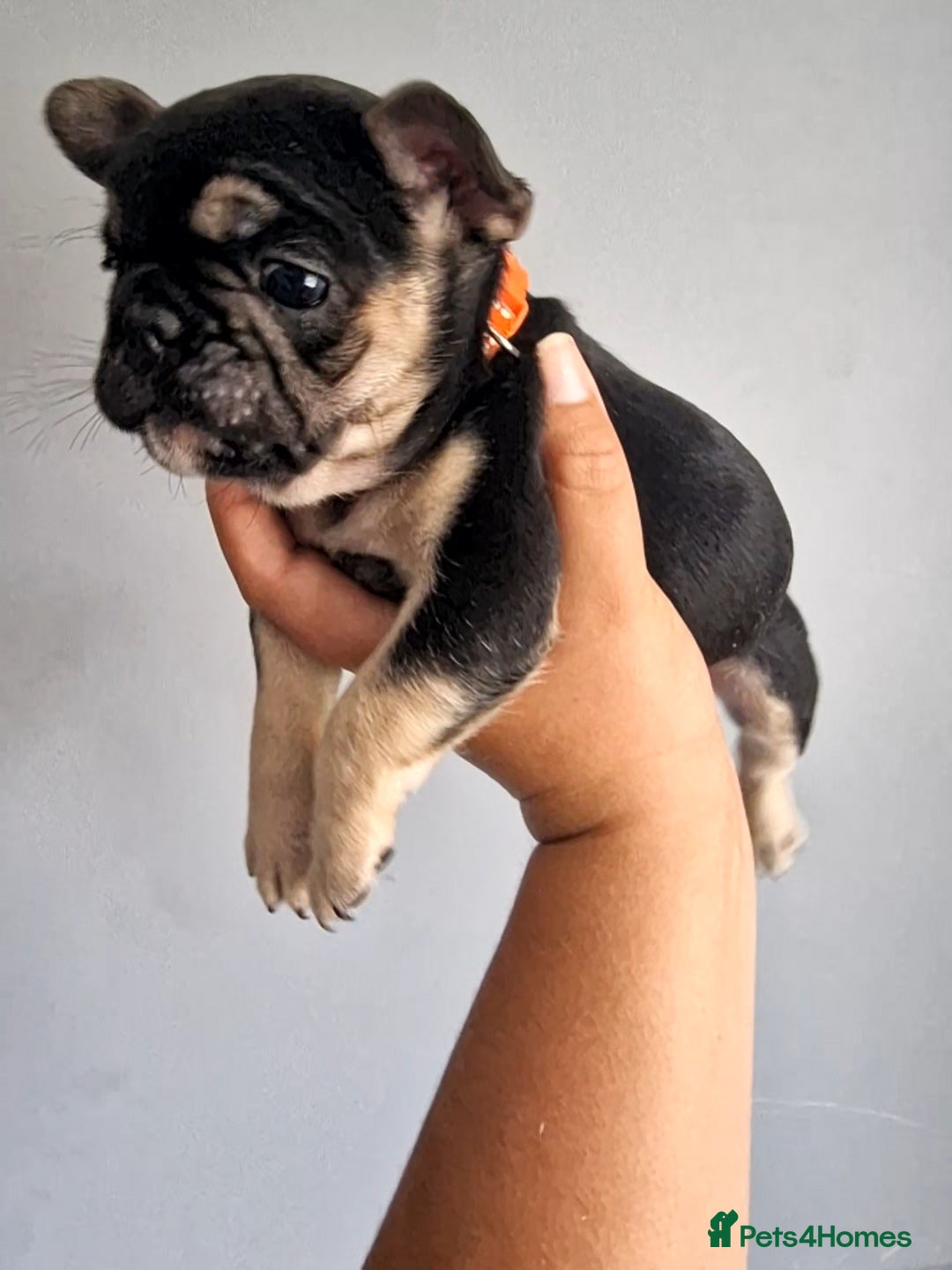 French Bulldog dogs for sale: Fluffy french bulldog puppies - Image 15