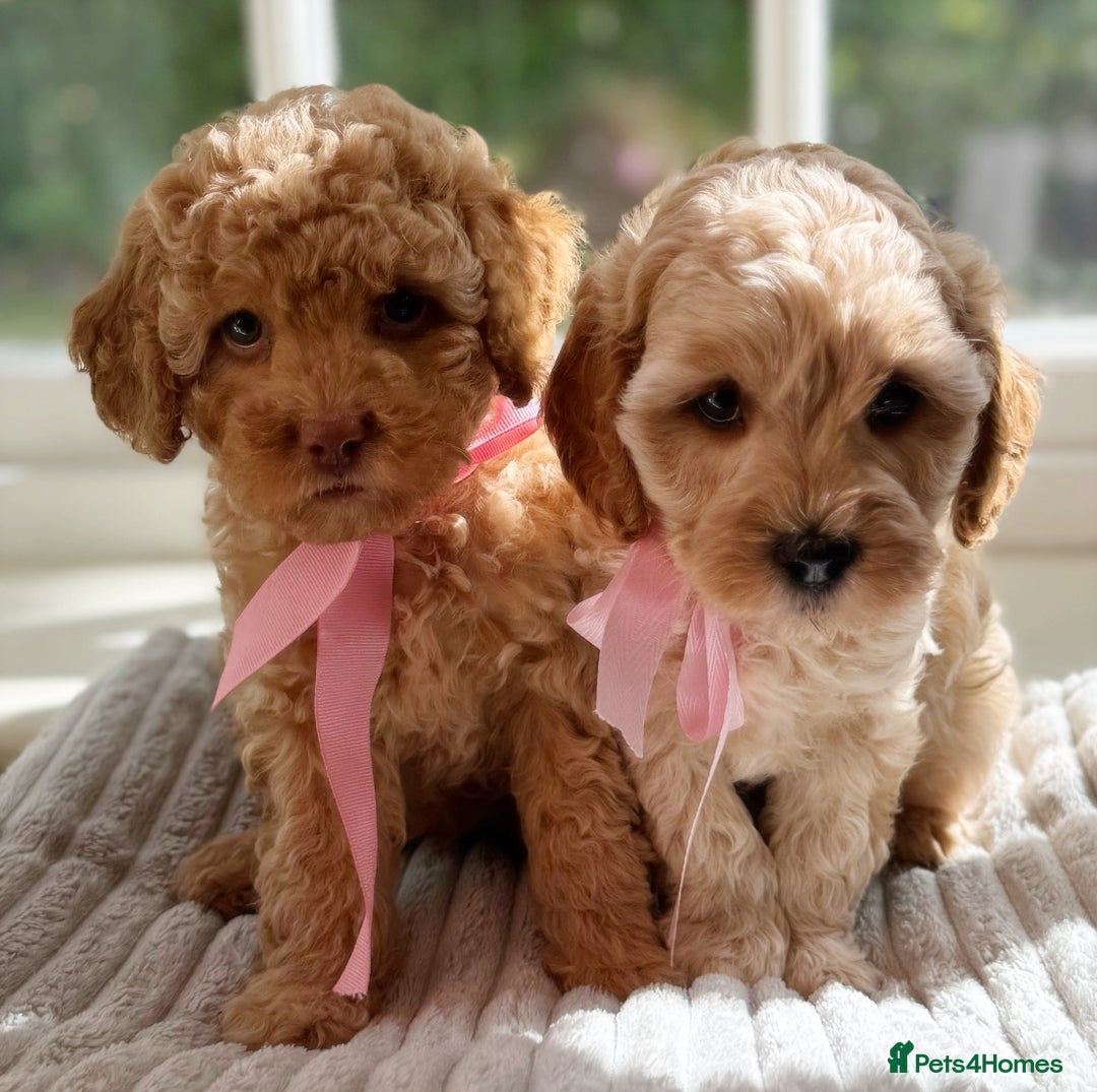 Cavapoo dogs for sale: F1b health tested cavapoo - Image 14