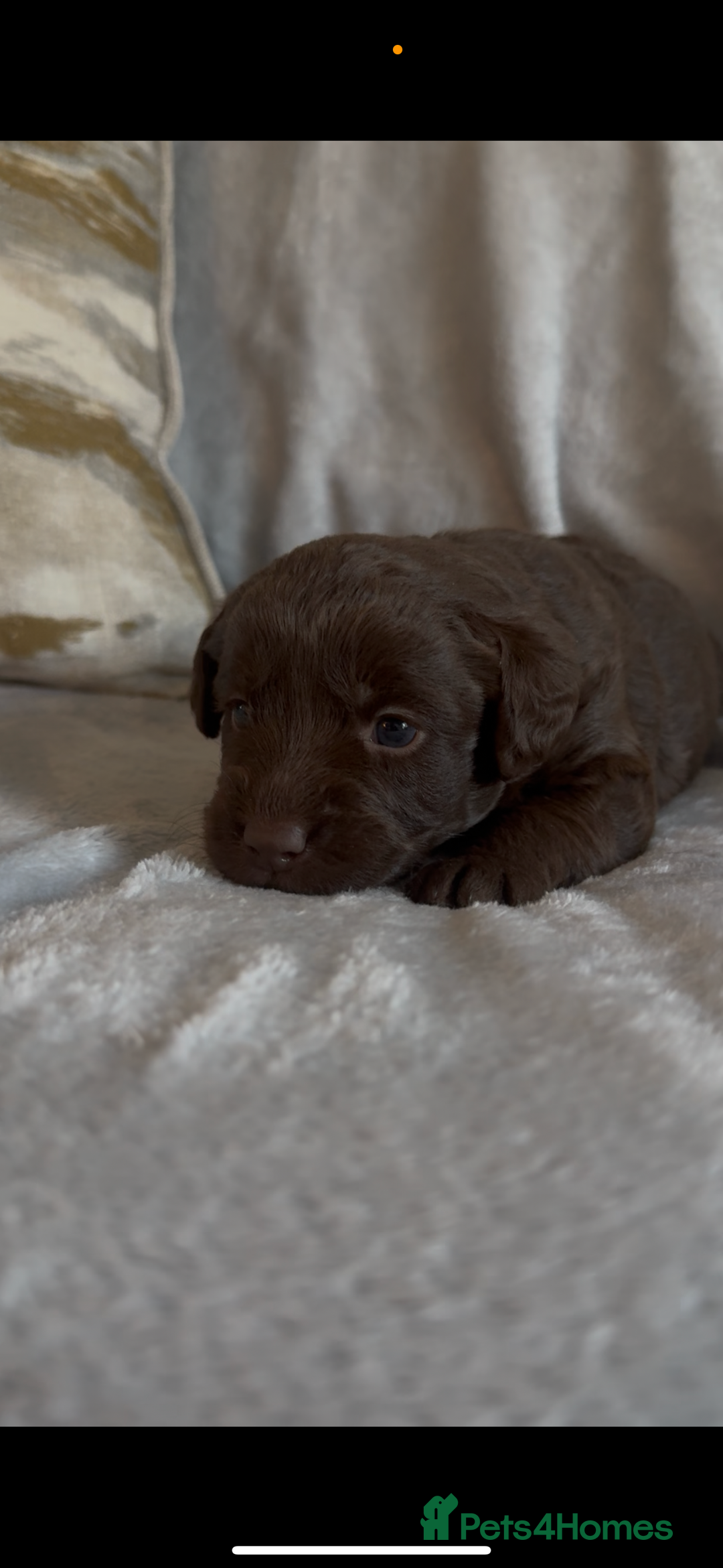 Labradoodle dogs for sale: The best selection of chocolates 😍 - Image 6