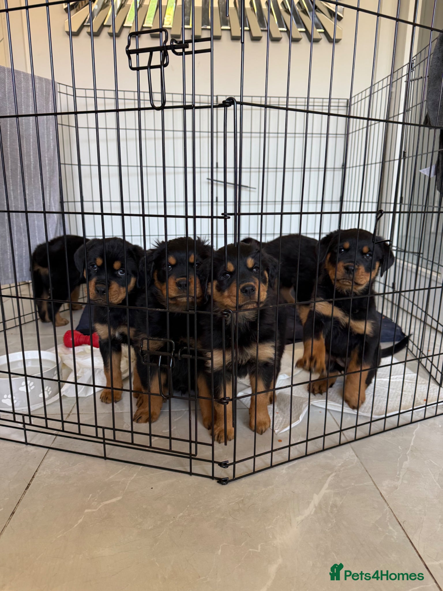 Rottweiler dogs 3 gorgeous Rottweiler pups  - Advert 1