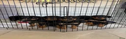 Rottweiler dogs for sale: 3 gorgeous Rottweiler pups  - Advert 1