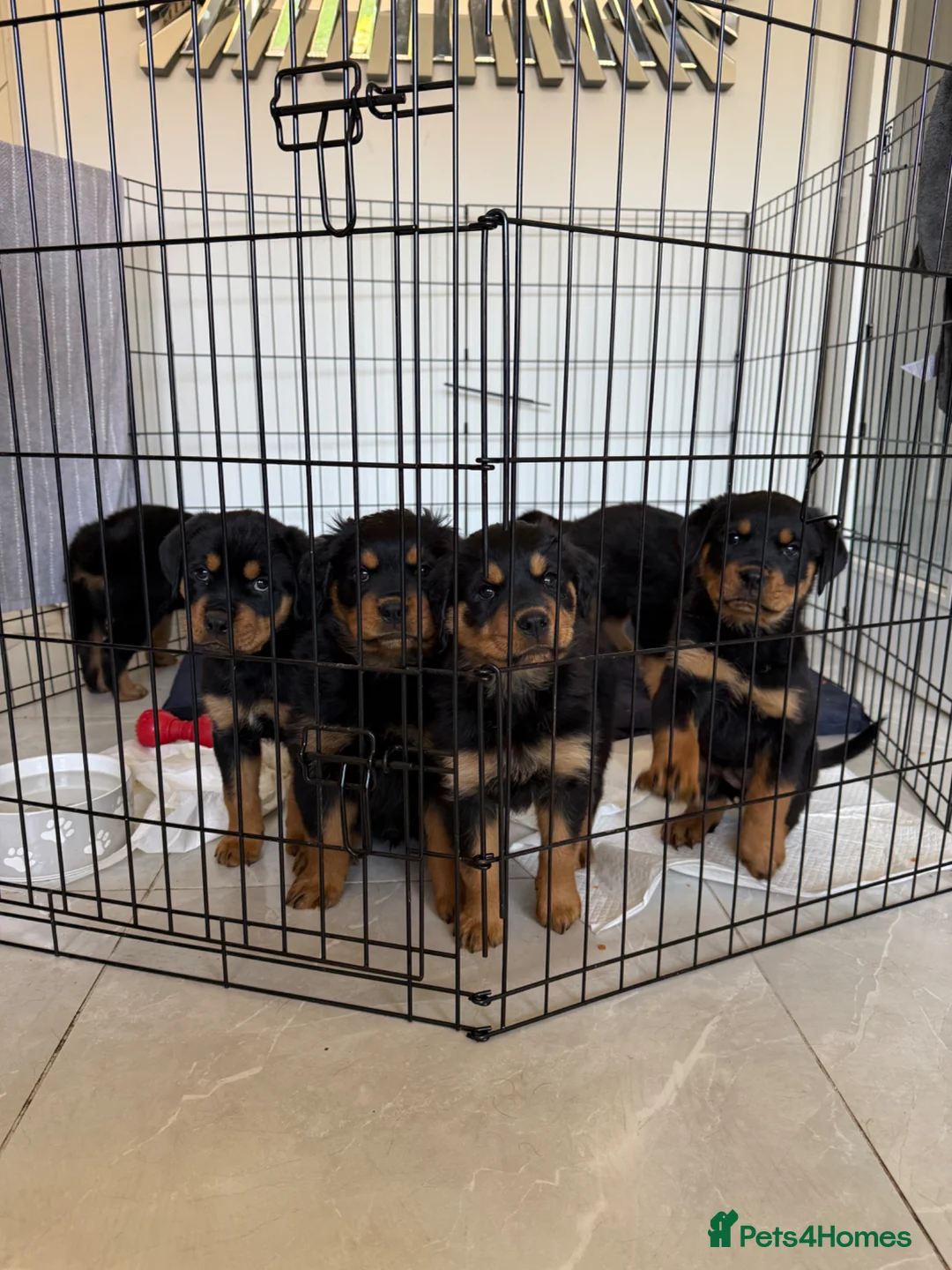 Rottweiler dogs for sale: 3 gorgeous Rottweiler pups  - Advert 1