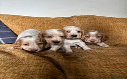 Cocker Spaniel dogs for sale: stunning pure show cockers health tested puppies - Image 16