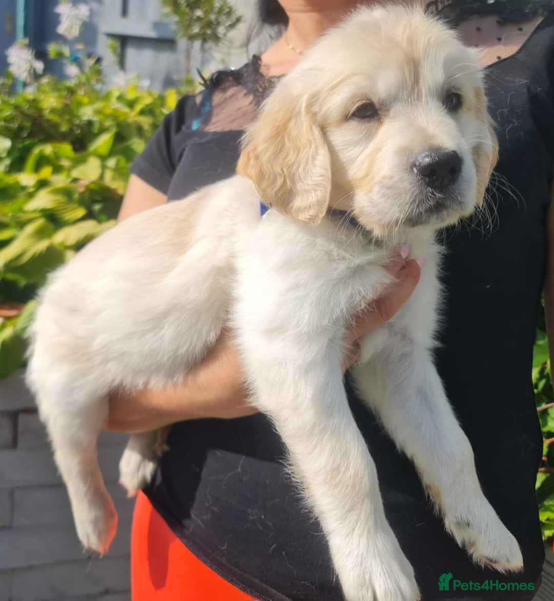 Golden Retriever dogs for sale: Stunning Golden Retriever puppies  - Image 13